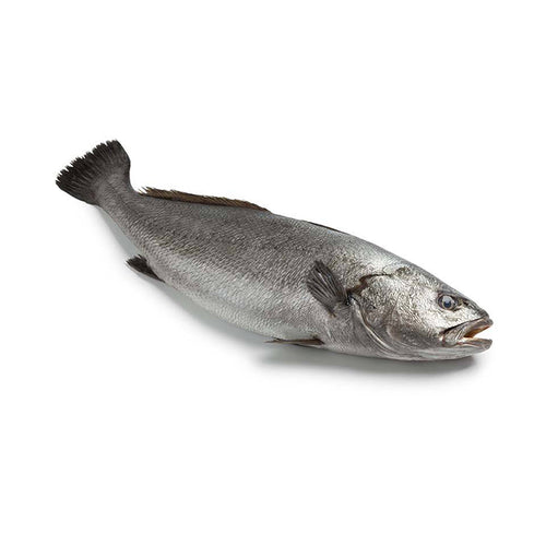 Samaki | Livraison poisson frais Casablanca | Omrinette | Ombrine | Courbine | قرب