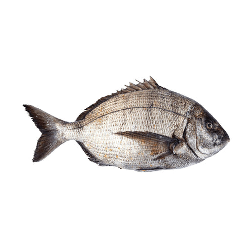 Samaki | Poisson frais livraison à domicile Casablanca | Sar