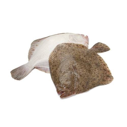 Samaki | Poissonnerie Casablanca | poissons frais | Turbot